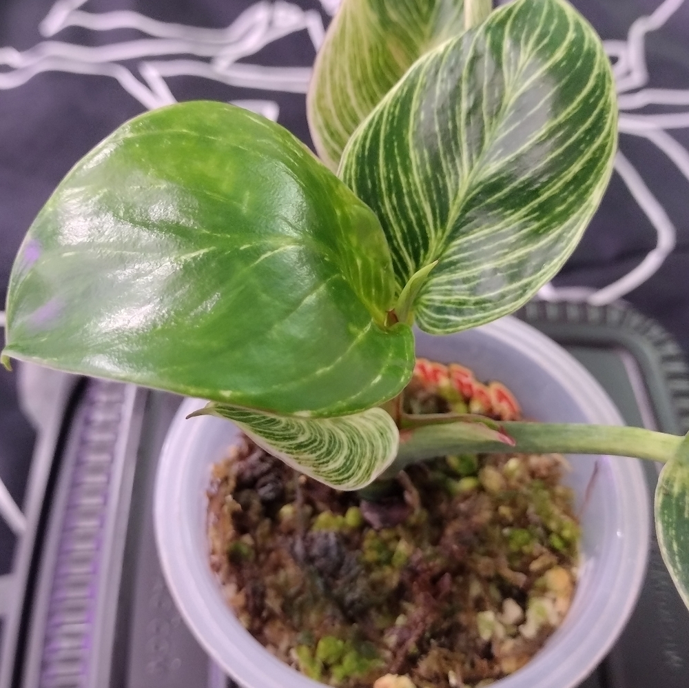 Philodendron Birkin